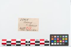 Etiketten zu Bronzegürtelhaken (NHMW-PRAE-025048)